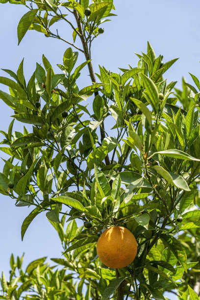 橘黄色果实的特写图片下载