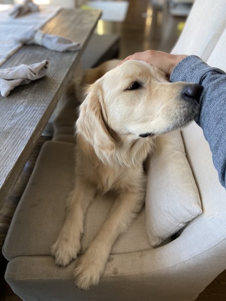 快乐的金毛猎犬的头部得到宠物图片下载