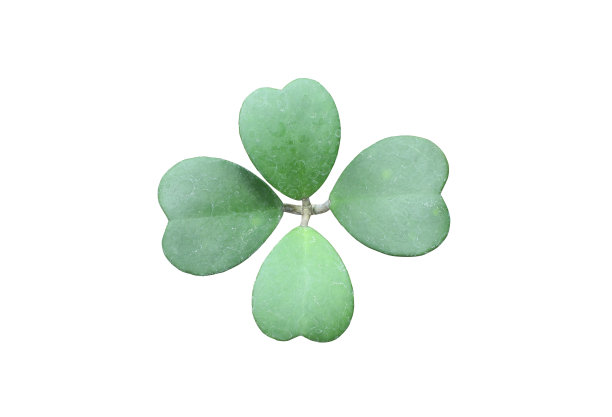 白色背景上的绿色心型多肉hoya花植物的叶子图片下载