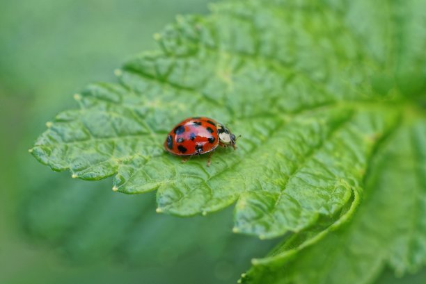 绿色叶子上有一只大的红色瓢虫图片下载