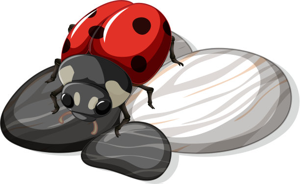 靠近一只瓢虫在石头叶子孤立图片下载