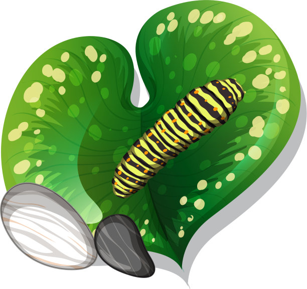 顶视图毛虫在叶子孤立图片下载