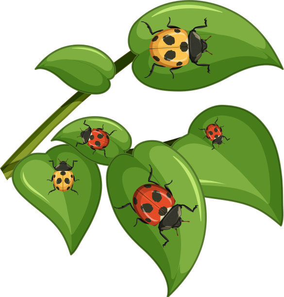 俯视图许多瓢虫的叶子图片下载