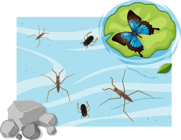 俯视图水生昆虫在池塘图片下载