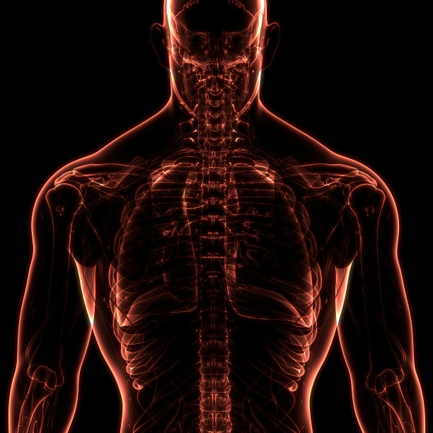 人体骨骼系统骨关节解剖学图片下载