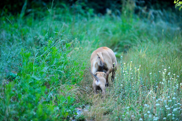 阿姆斯达夫母狗和她的小狗在大自然的照片图片下载