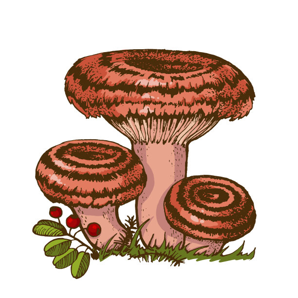 食用russule蘑菇图片下载