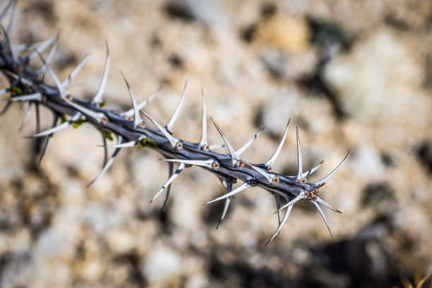 加利福尼亚沙漠植物枝条上的刺的特写照片图片下载