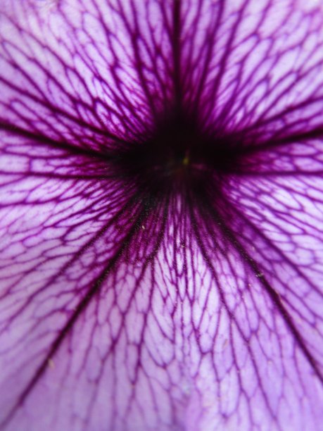 宏佩妮图片下载