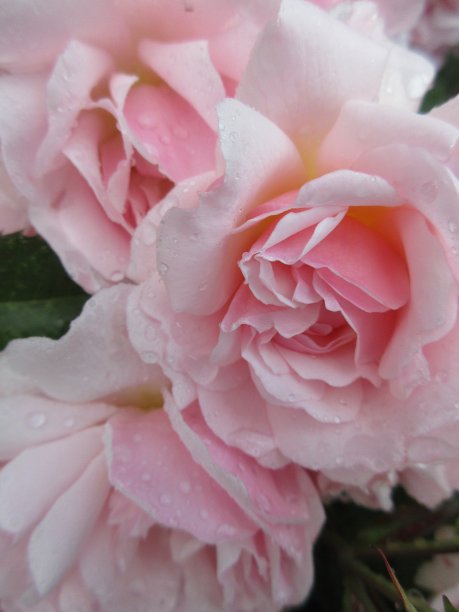 2021年6月，亮粉色玫瑰绽放图片下载