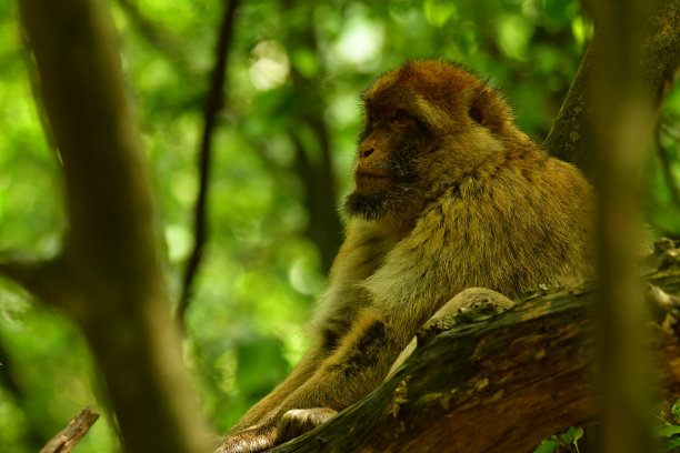 一只猕猴坐在树上图片下载