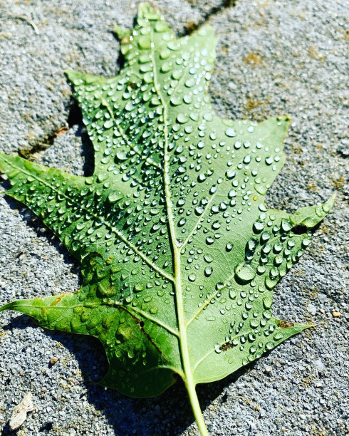 自然是最好的图片下载