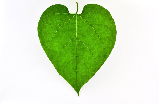 年轻的向日葵的叶子在绿色和浅绿色的阴影下是彩虹色的。这是一个美丽的自然图案图片下载