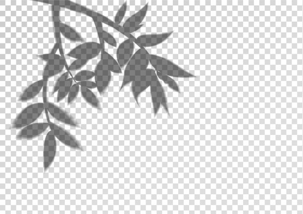 一棵树上透明的影子剪影图片下载