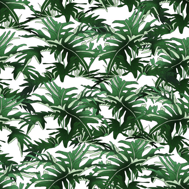 在茂密的丛林中，一种philodendron宽而大的叶子。图片下载