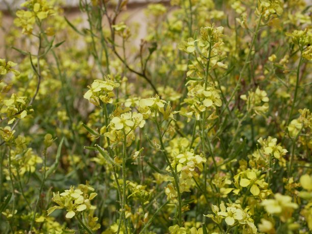 在一个阳光明媚的夏日，草地上开着黄色的小芥末花。十字花科植物一种在自然条件下的十字花科农业植物为素食者准备的调味品。图片下载
