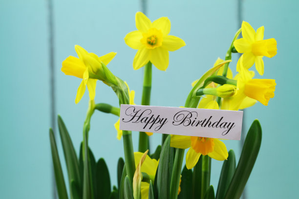 蓝色背景的水仙花生日贺卡图片下载