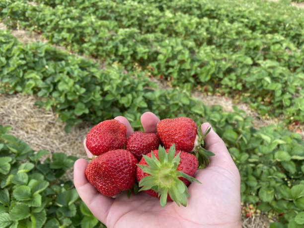 一个草莓地和采摘草莓。很好的夏季活动图片下载