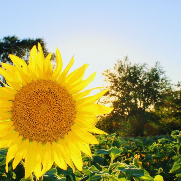 向日葵图片下载