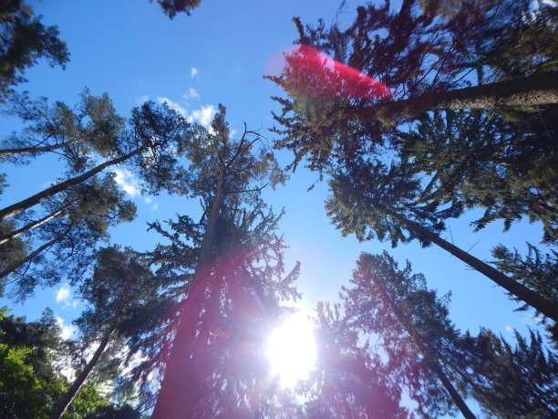 植物和花卉图片下载