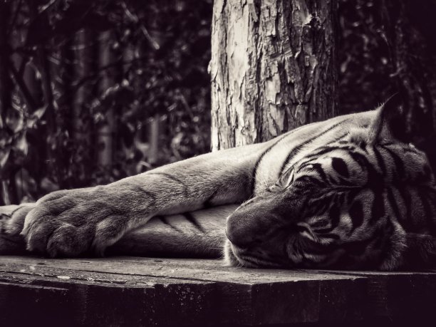 老虎的睡眠图片下载
