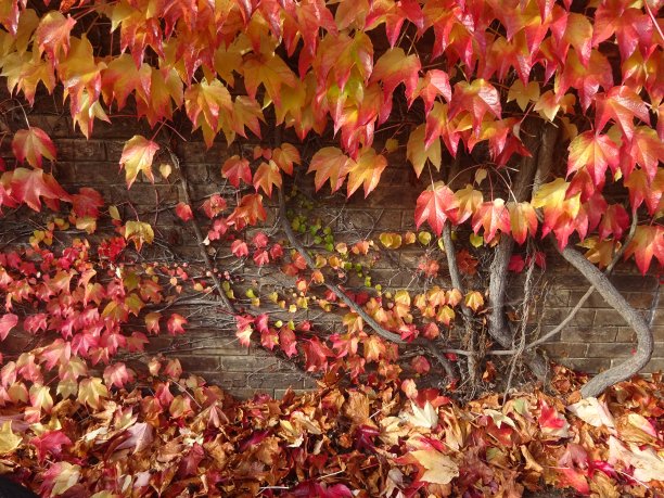 秋天,剑桥图片下载