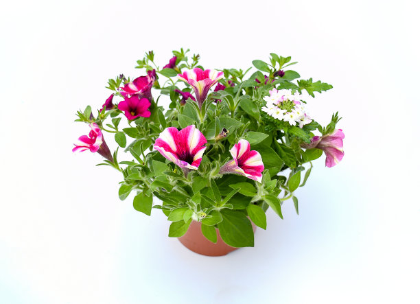 粉白条纹矮牵牛、彩色矮牵牛和白色美女樱的混合花朵俯视图图片下载