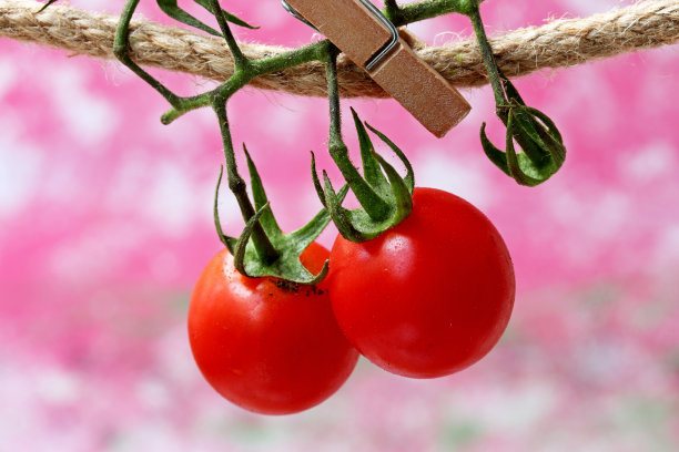 特写有机和新鲜的樱桃番茄图片下载