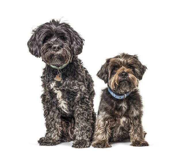 两只杂交狗坐在一起，戴着蓝领图片下载