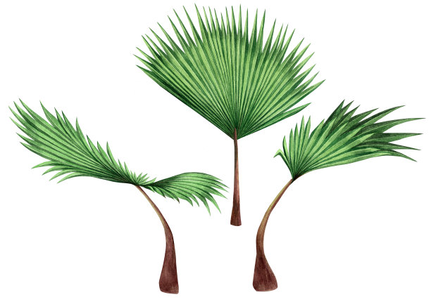 水彩画树椰子，棕榈叶，绿叶孤立在白色的背景。水彩手绘插图热带异国树叶为墙纸复古夏威夷阿罗哈夏季风格图案。图片下载