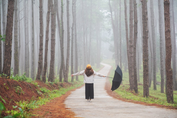 一个年轻女子撑着伞站在雾天的松树林中图片下载