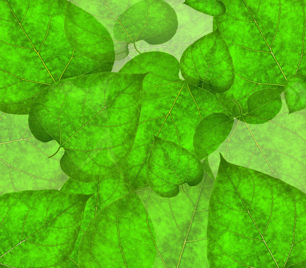 向日葵幼叶背景图片下载