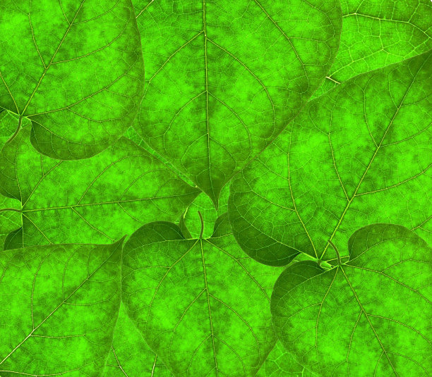 向日葵幼叶背景图片下载