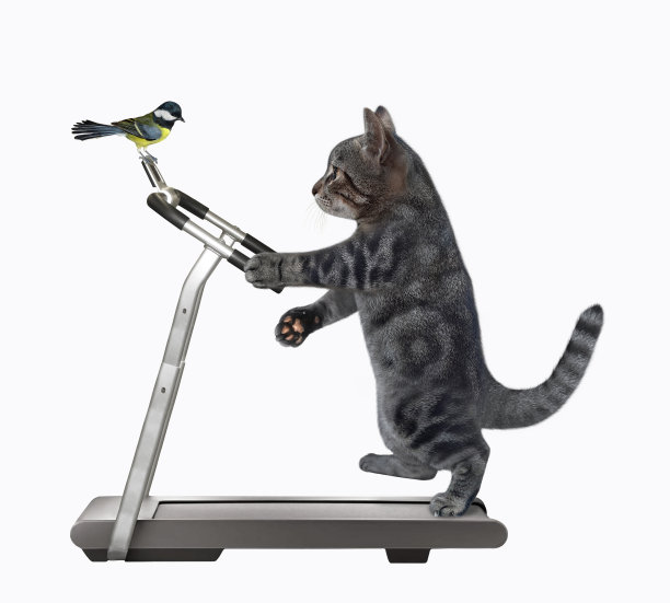 灰猫在跑步机上跑步图片下载