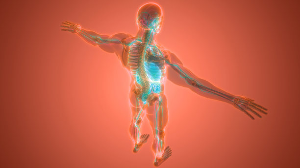 人体消化系统解剖学图片下载