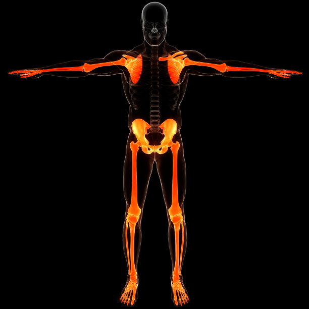 人体骨骼系统，附肢骨骼解剖学图片下载