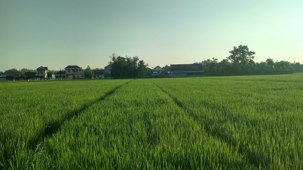 清晨阳光下的稻田景色图片下载