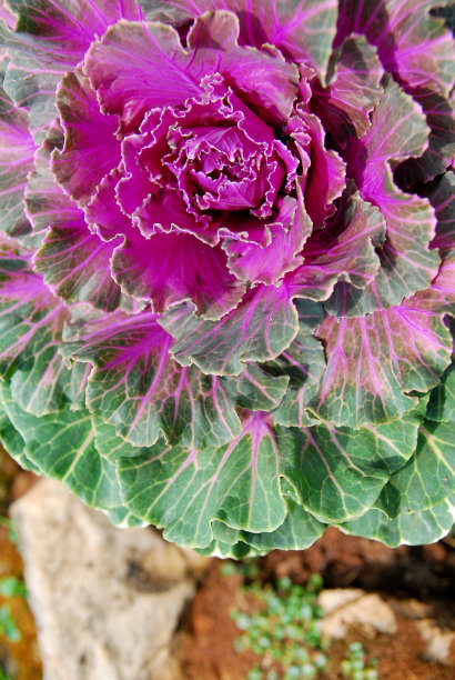 青菜观赏、紫菜园林观赏。美丽的自然花卉植物-图片来自泰国清迈图片下载