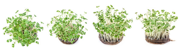 发芽的罗勒种子图片下载