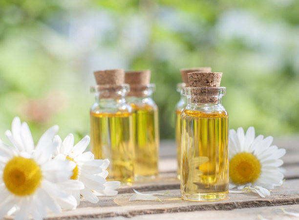 香精油瓶中含有新鲜的天然洋甘菊图片下载