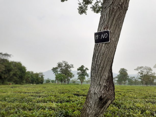 19号树干在绿茶园图片下载