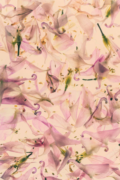 耧斗菜花装饰背景图片下载