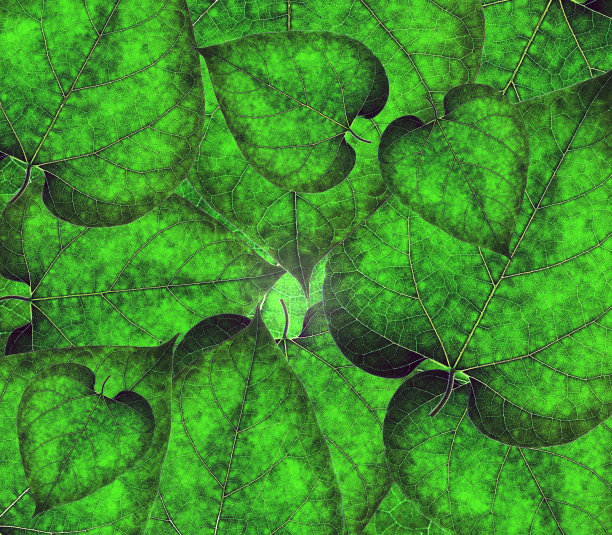 向日葵幼叶背景图片下载