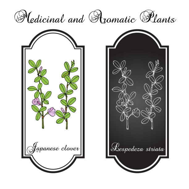 日本三叶草或斑纹三叶草图片下载