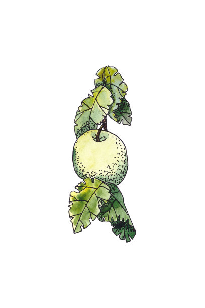 水彩图形画的树枝与苹果在一个白色的背景图片下载