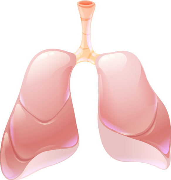 卡通式人体解剖中的人体肺图片下载