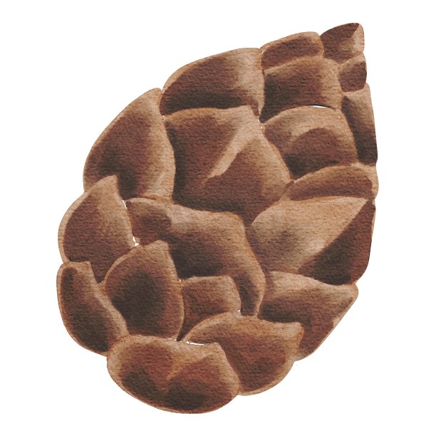 手绘水彩松果。秋天的装饰。使用杉木卡片，明信片，问候，模板，印刷，横幅，织物，图案，书籍，插图，节日图片下载