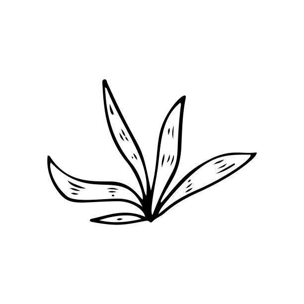 热带草，叶程式化矢量插图。涂鸦插图。棕榈树雨林的叶子孤立在白色的背景上。图片下载