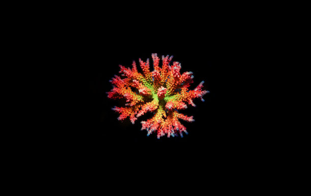 锦脉珊瑚是世界著名的证券交易所图片下载