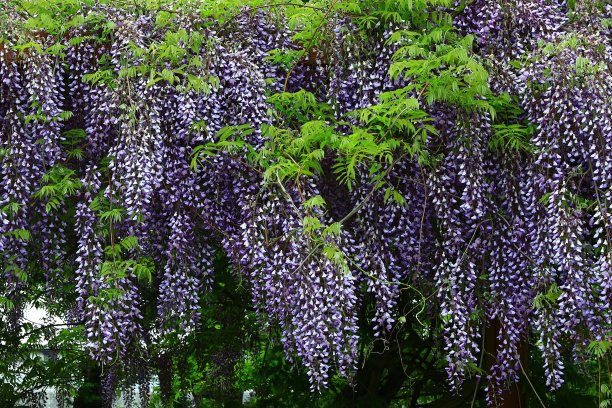 新鲜的绿色和紫藤花图片下载